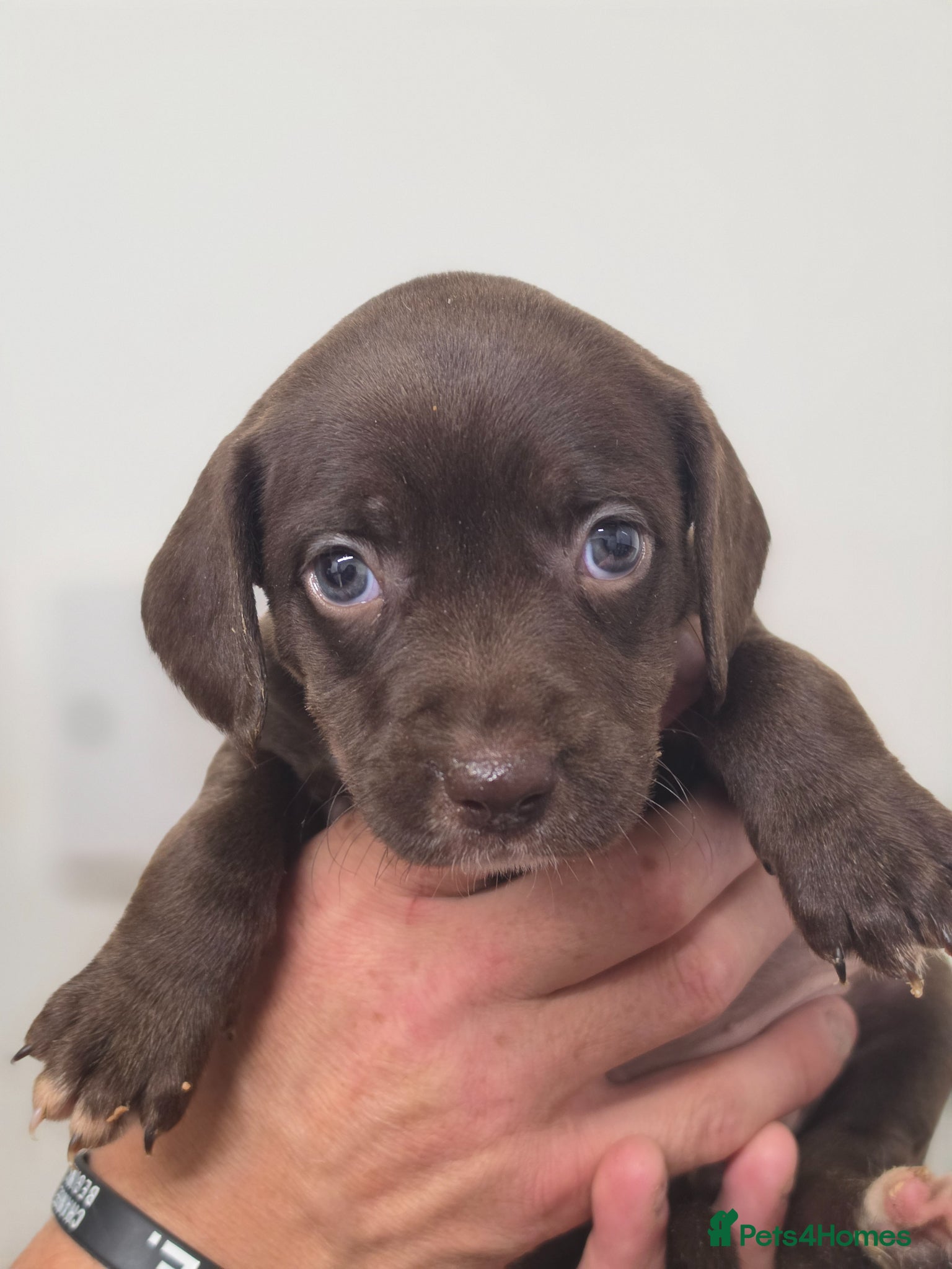 Mixed Breed dogs 🐶 Cockapoo x Staffy Puppies For Sale 🐶 - Advert 9