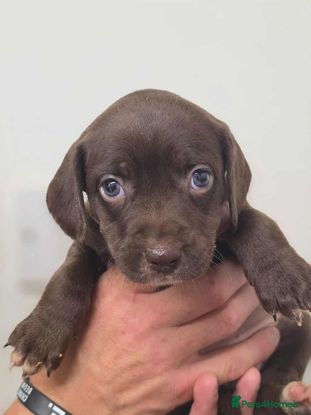 Mixed Breed dogs for sale: 🐶 Cockapoo x Staffy Puppies For Sale 🐶 - Advert 1
