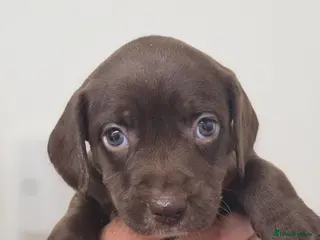 Mixed Breed dogs 🐶 Cockapoo x Staffy Puppies For Sale 🐶 - Advert 9