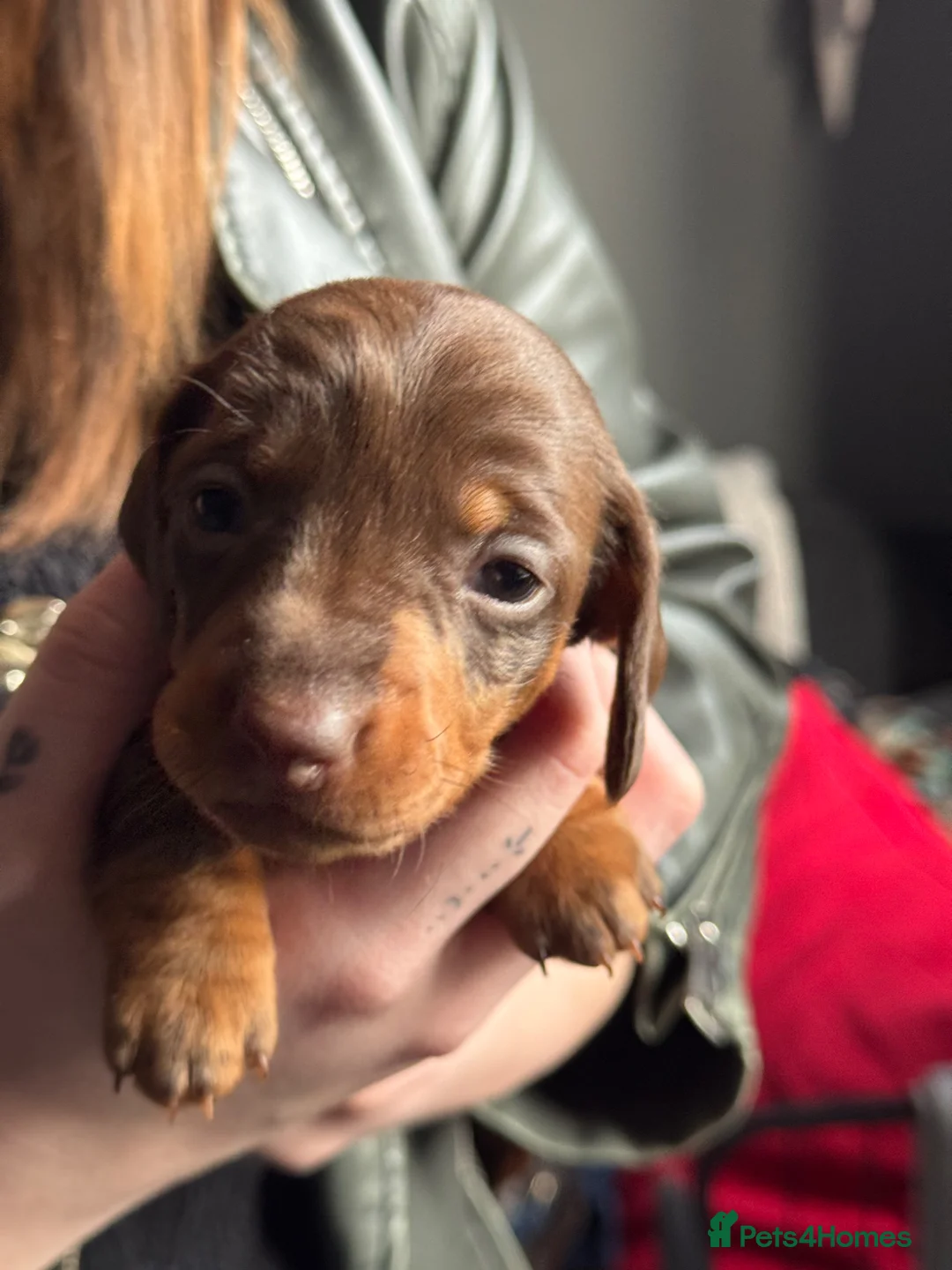 Dachshund dogs for sale: 6 Dachshund Puppies For Sale  - Advert 9