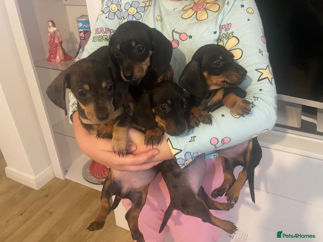 Dachshund dogs for sale: Miniature dachshunds  - Image 13