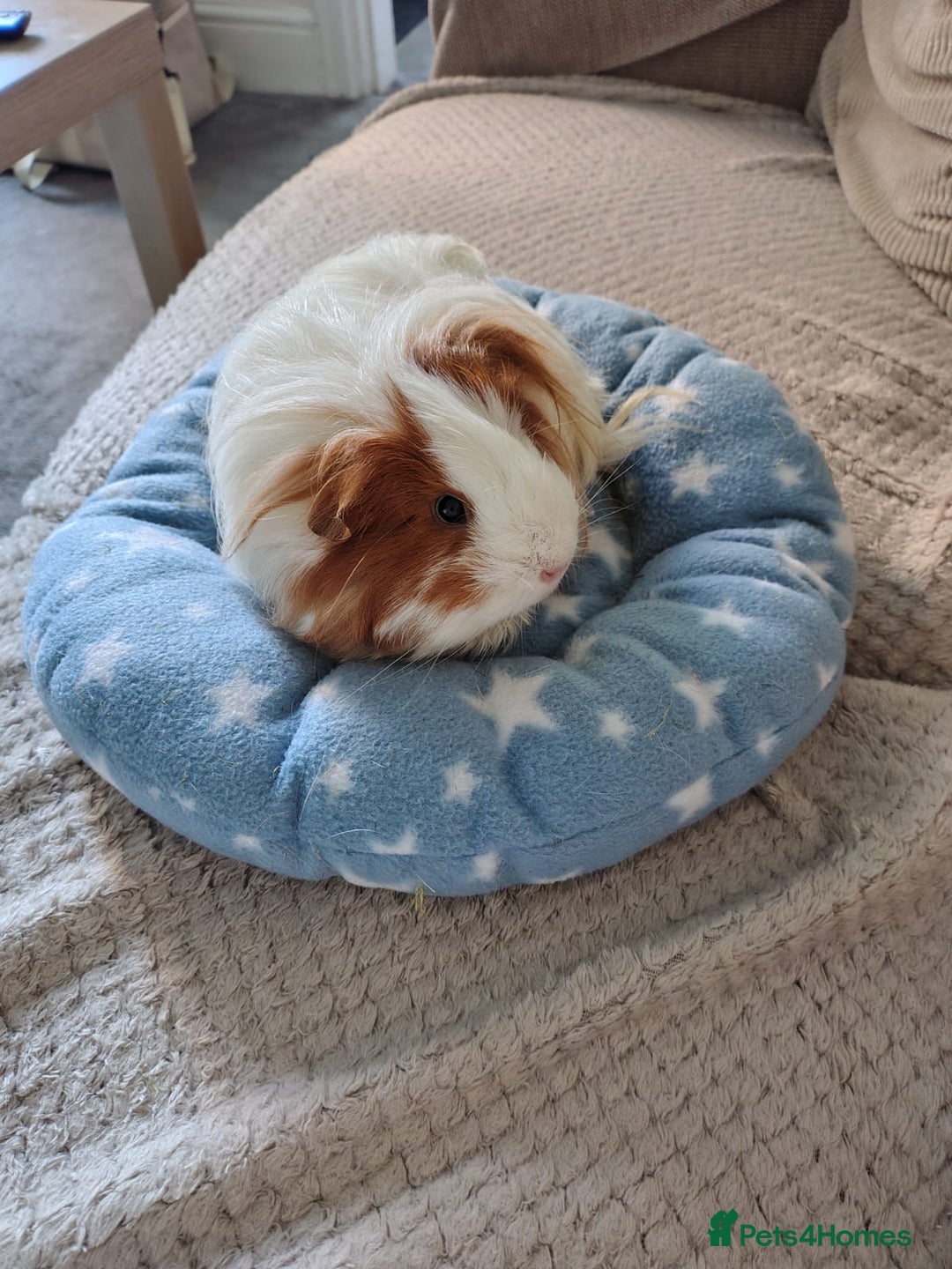 Guinea Pig rodents for sale: 3 Female Guinea Pigs  - Image 10