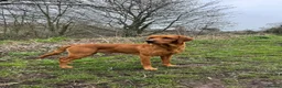Labrador Retriever dogs for sale: KC Red Labrador Pups for sale - Advert 5