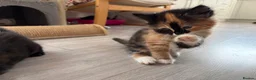 Mixed Breed cats for sale: Beautiful mixed-breed kittens! - Advert 34