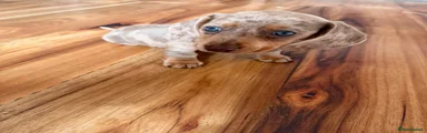 Miniature Dachshund 2