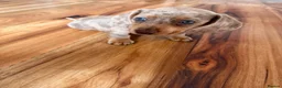 Miniature Dachshund dogs for sale: Miniature Dachshunds  - Advert 3