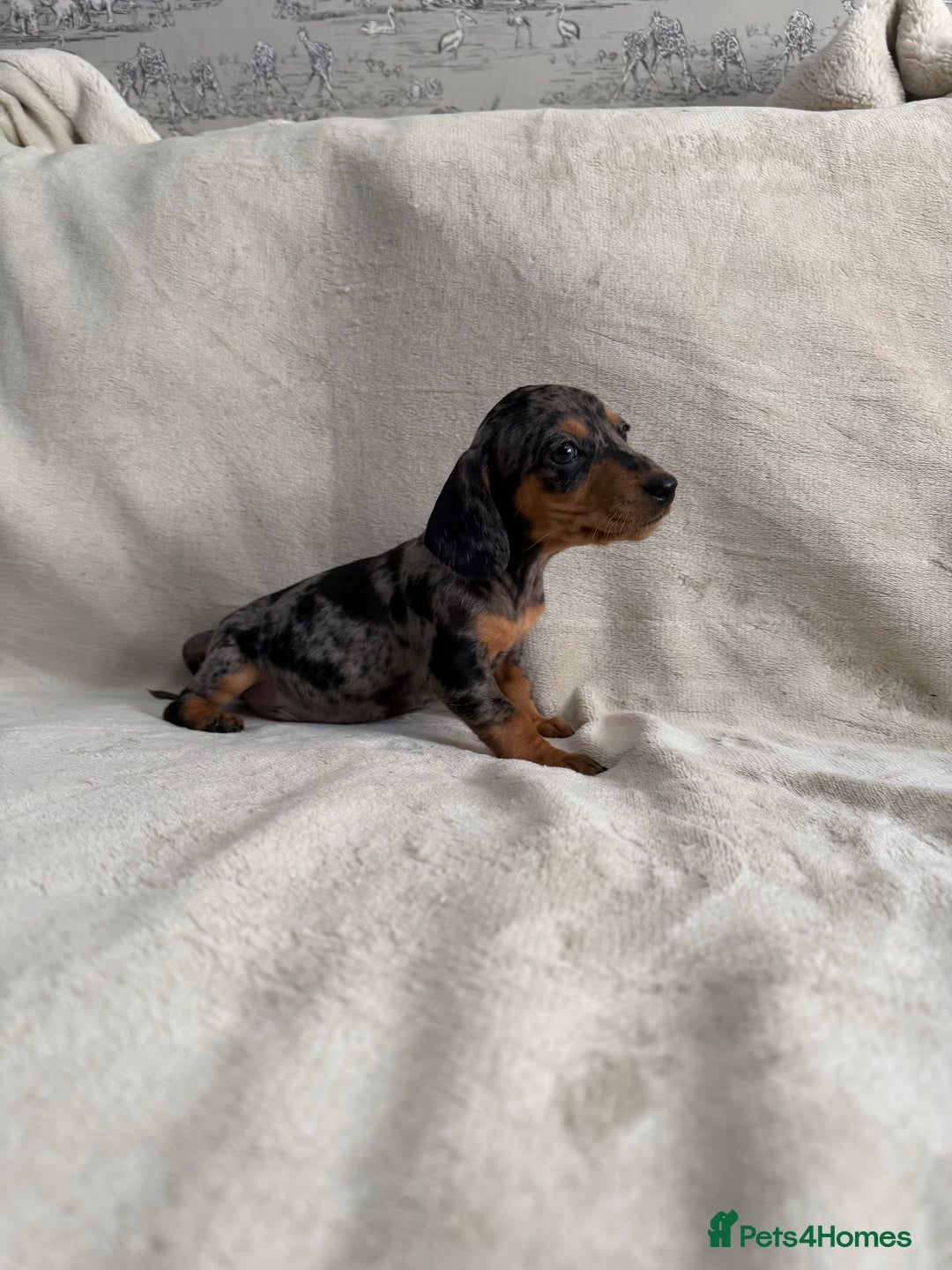 Dachshund dogs for sale: 3 Beautiful Dachshund puppy’s for sale - Advert 6