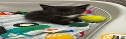 Mixed Breed cats for sale: Beautiful black white kittens in Southampton - Advert 4