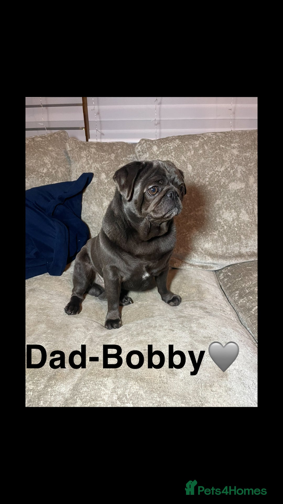 Pug dogs for sale: Stunning pug pups🤍due Oct 2025-ready 15-24th Dec - Image 7