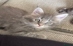 Maine Coon cats for sale: Xl Beautiful Mainecoon kittens for sale - Image 2
