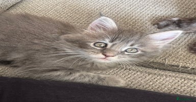 Maine Coon cats - Advert 1