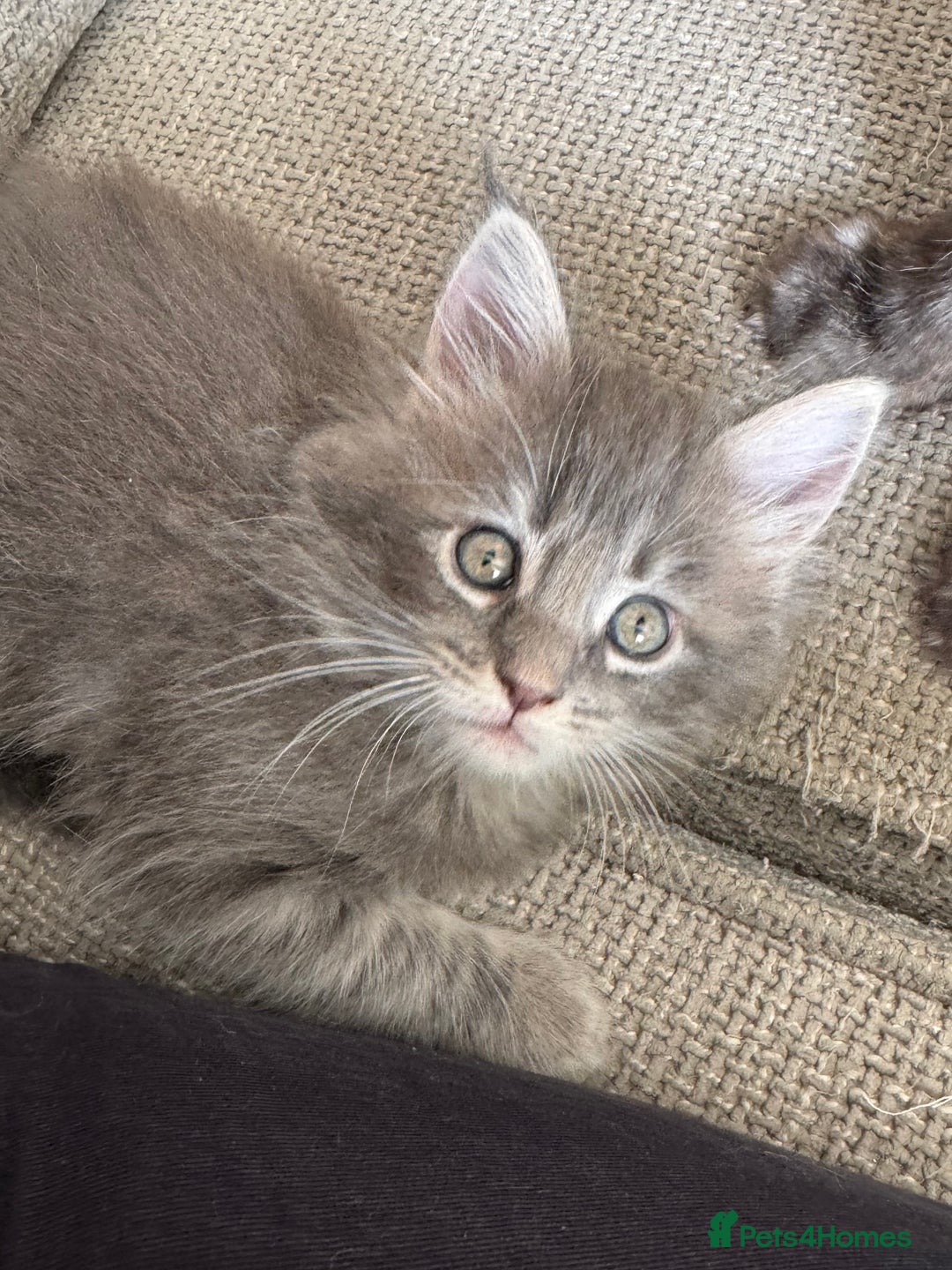 Maine Coon cats for sale: Xl Beautiful Mainecoon kittens for sale - Image 2