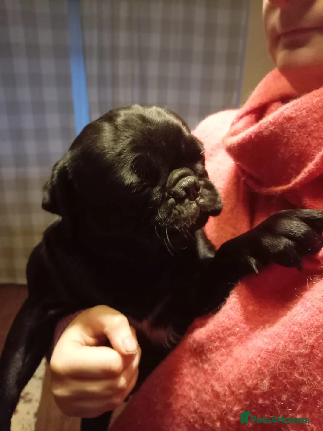 Pug dogs for sale: Pug need to rehome ASAP in Oldham - Advert 3