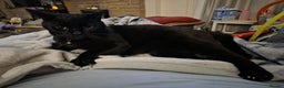 Mixed Breed cats for adoption: Minnie the  black rescue cat needs a new home - Advert 1