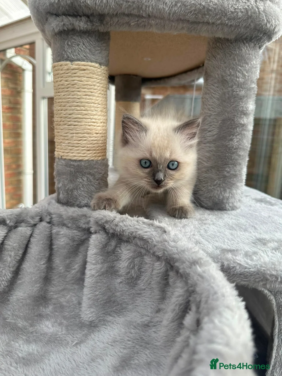 Ragdoll cats for sale: Blue Point Ragdoll Girl – Ready Now - Advert 2