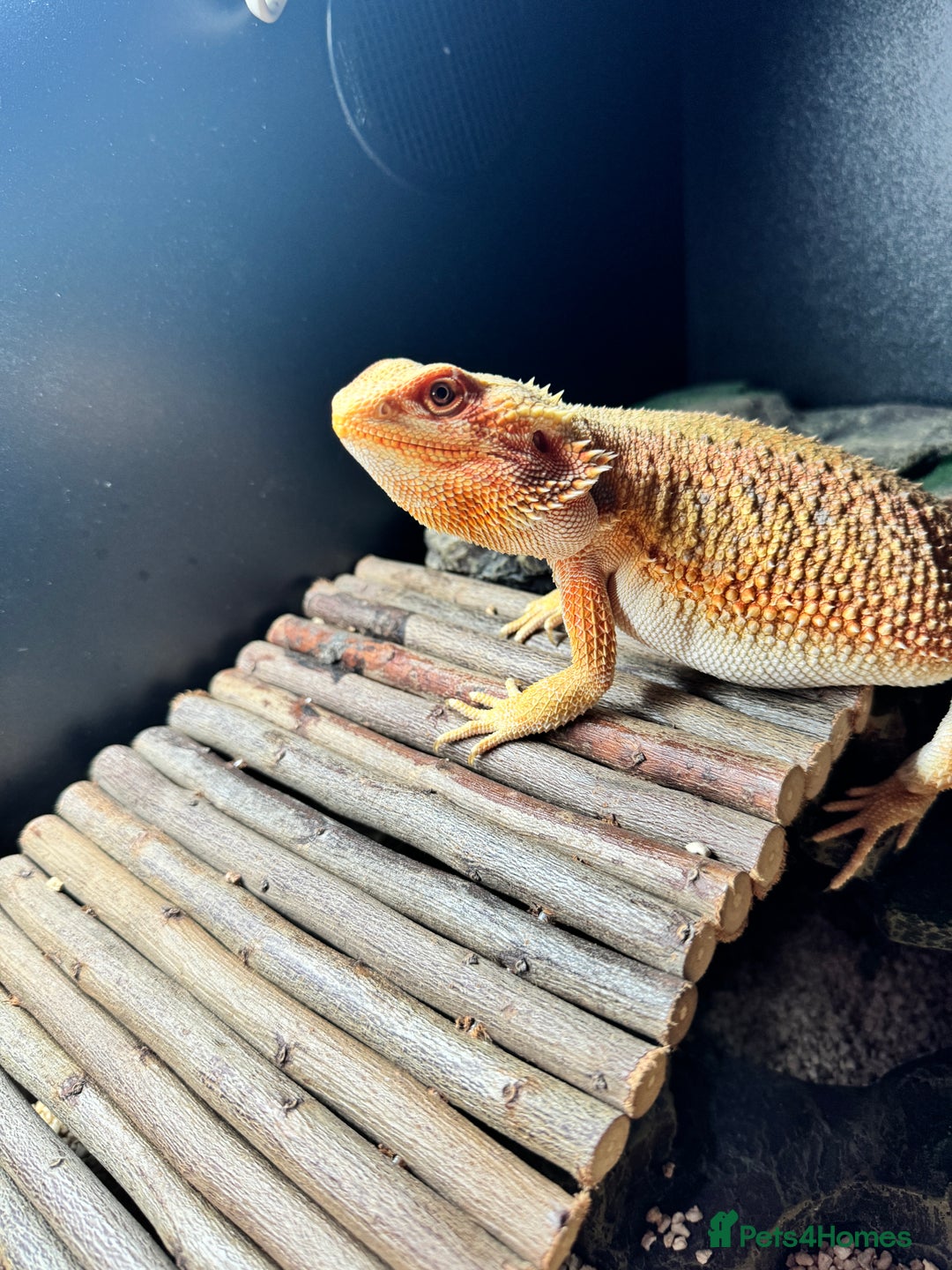 Bearded Dragon reptiles for sale: 1 year old female bearded dragon - Advert 4