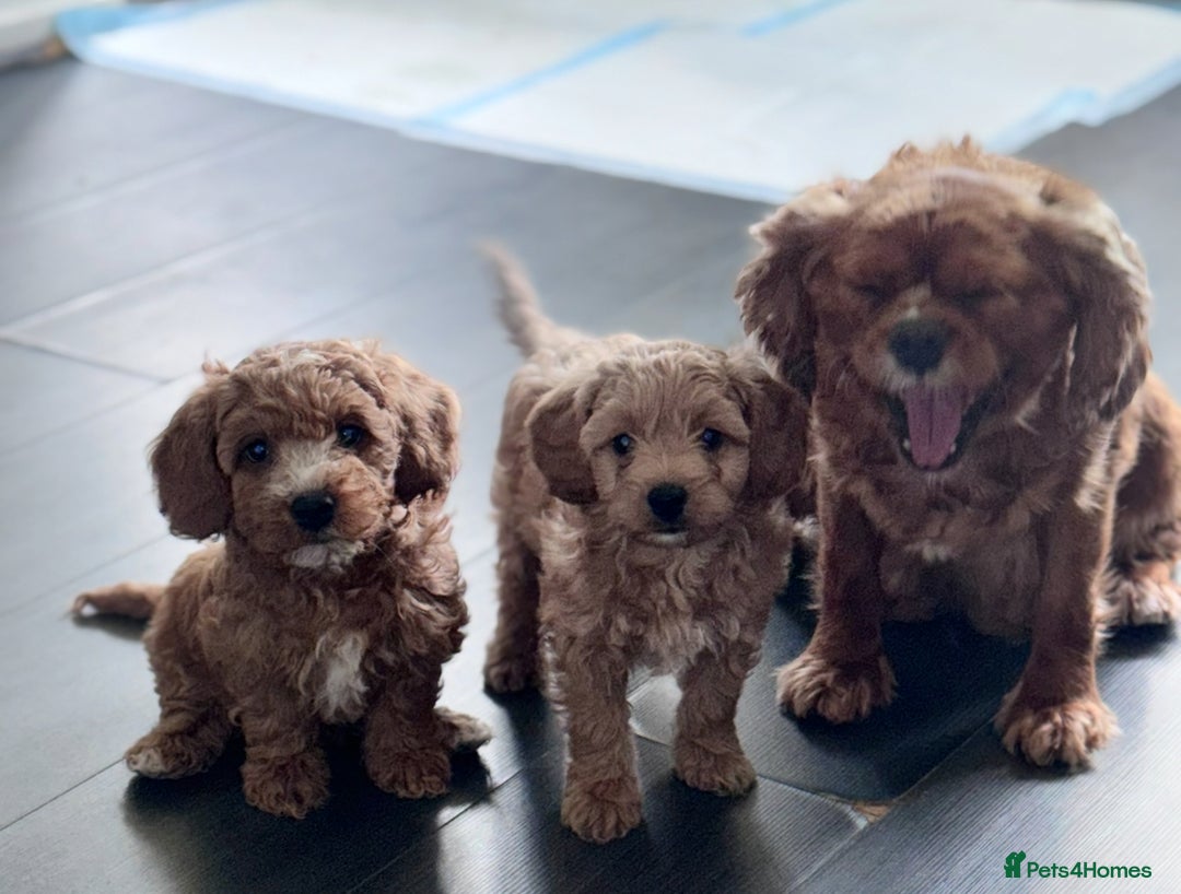 Cavapoo dogs for sale: F1 Cavapoos Ready 22nd December 🐾💕 - Advert 15