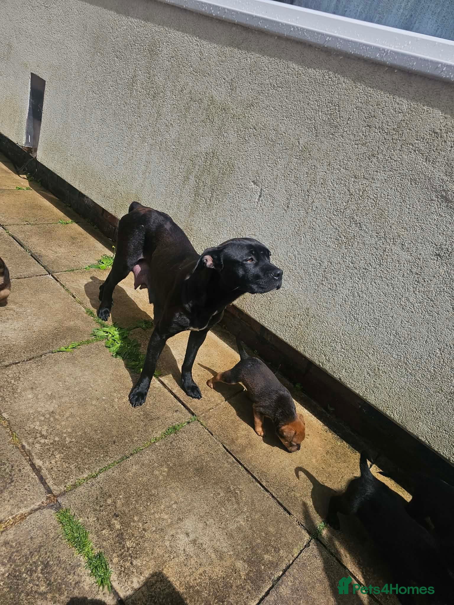 Mixed Breed dogs Amstaff x Rottwiller puppies looking for a home - Advert 1