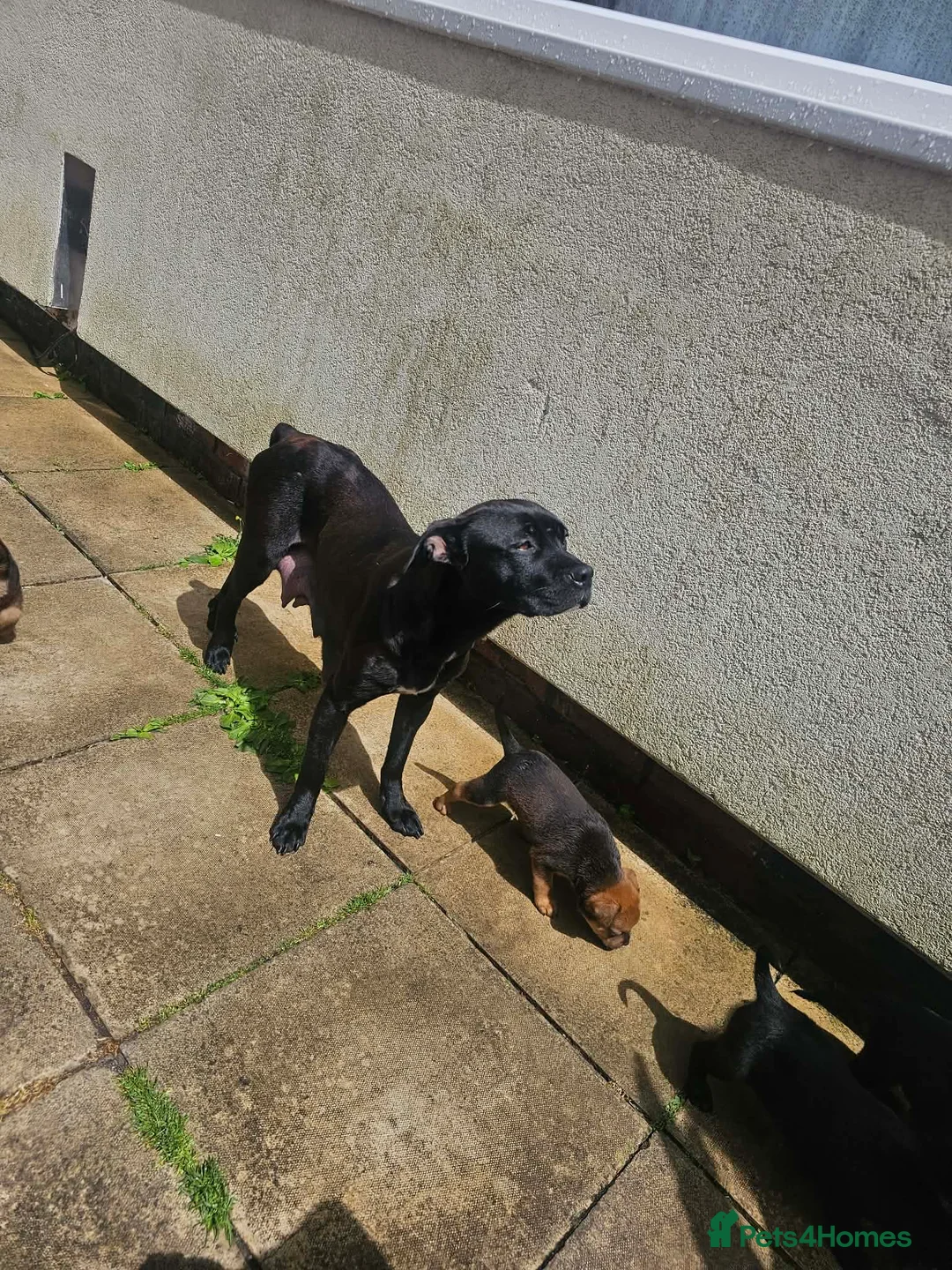 Mixed Breed dogs for sale: Amstaff x Rottwiller puppies looking for a home in Walsall - Advert 1