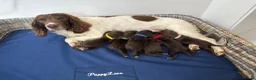 Sprocker dogs for sale: Fully Health Tested F1 Sprocker Spaniel Puppies - Advert 8