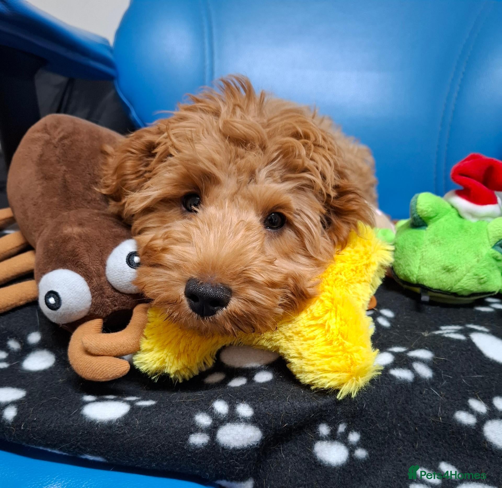 Cavapoo dogs Teddy looking for his forever home. - Advert 1