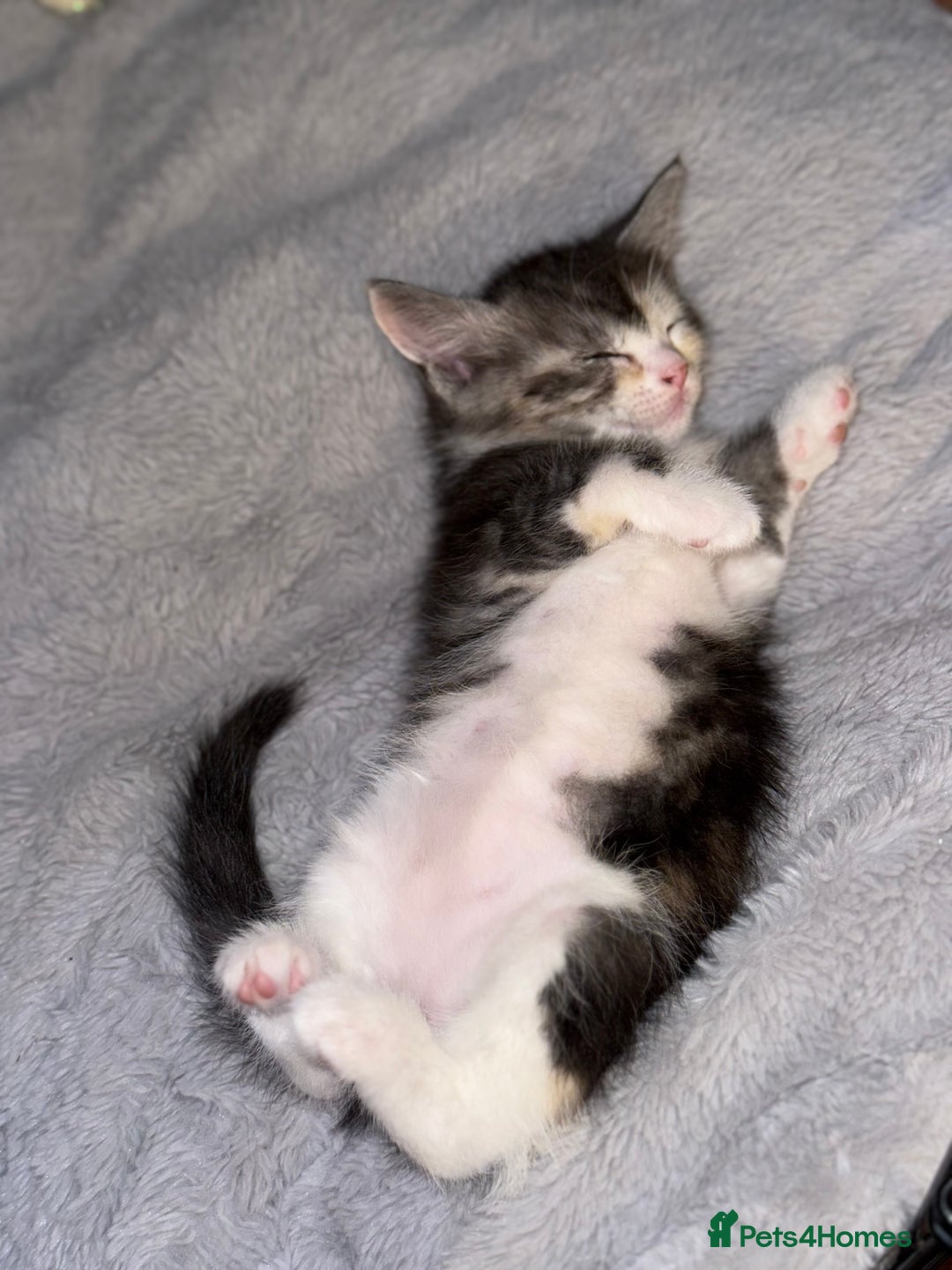 Mixed Breed cats for sale: 3 beautiful kittens available  - Advert 9