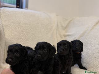 Cockapoo dogs 4 beautiful F2 Boy Cockapoos - Advert 1