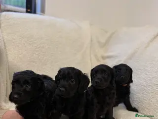 Cockapoo dogs 2 beautiful F2 Boy Cockapoos left - Advert 5