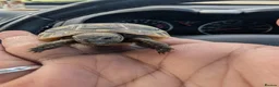 Tortoise reptiles for sale: Baby Spur Tortoise  in Edinburgh - Advert 1