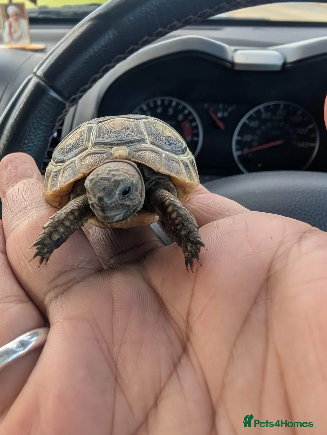 Tortoise reptiles for sale: Baby Spur Tortoise  in Edinburgh - Advert 1