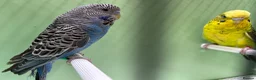 Budgerigars birds for sale: Black face and black wing proven pair  - Advert 4