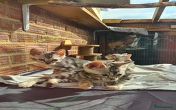 Bengal cats for sale: Female and male Bengal kittens - Advert 12