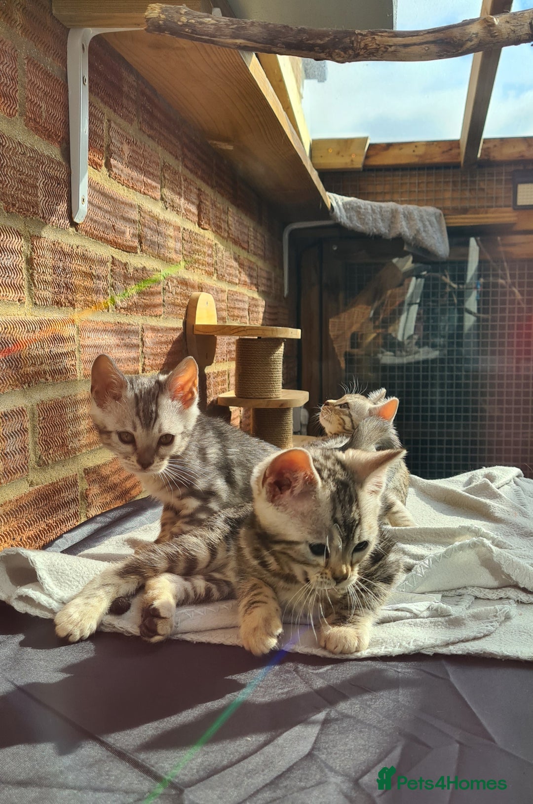 Bengal cats for sale: Female and male Bengal kittens - Advert 12