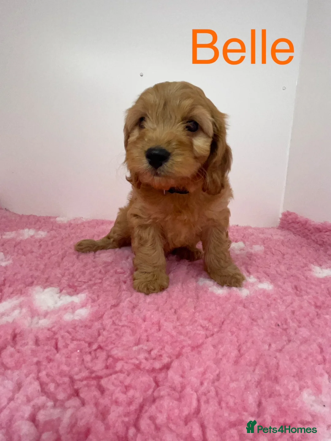 Cockapoo dogs for sale: Only 2 stunning girls left!  Ready to now!  - Advert 2