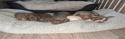 Miniature Dachshund dogs for sale: Gorgeous Purebred Miniature Dachshund Puppies - Advert 22