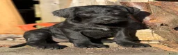 Mixed Breed dogs for sale: Brilliant pointer x vizla/doodle puppies  - Advert 12