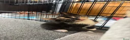 Domestic Shorthair cats for sale: Adorable kittens - Advert 8