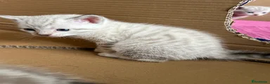 Bengal 5