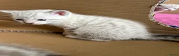 Bengal cats for sale: Stunning Snow Bengal Kittens - Advert 3