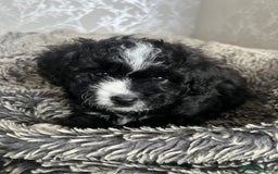 Mixed Breed dogs for sale: Ship/Cavapoo - Image 2