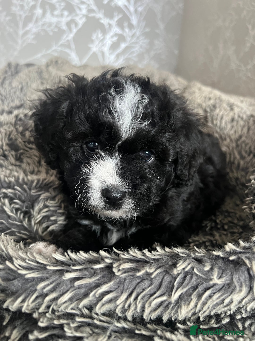 Mixed Breed dogs for sale: Ship/Cavapoo - Image 2