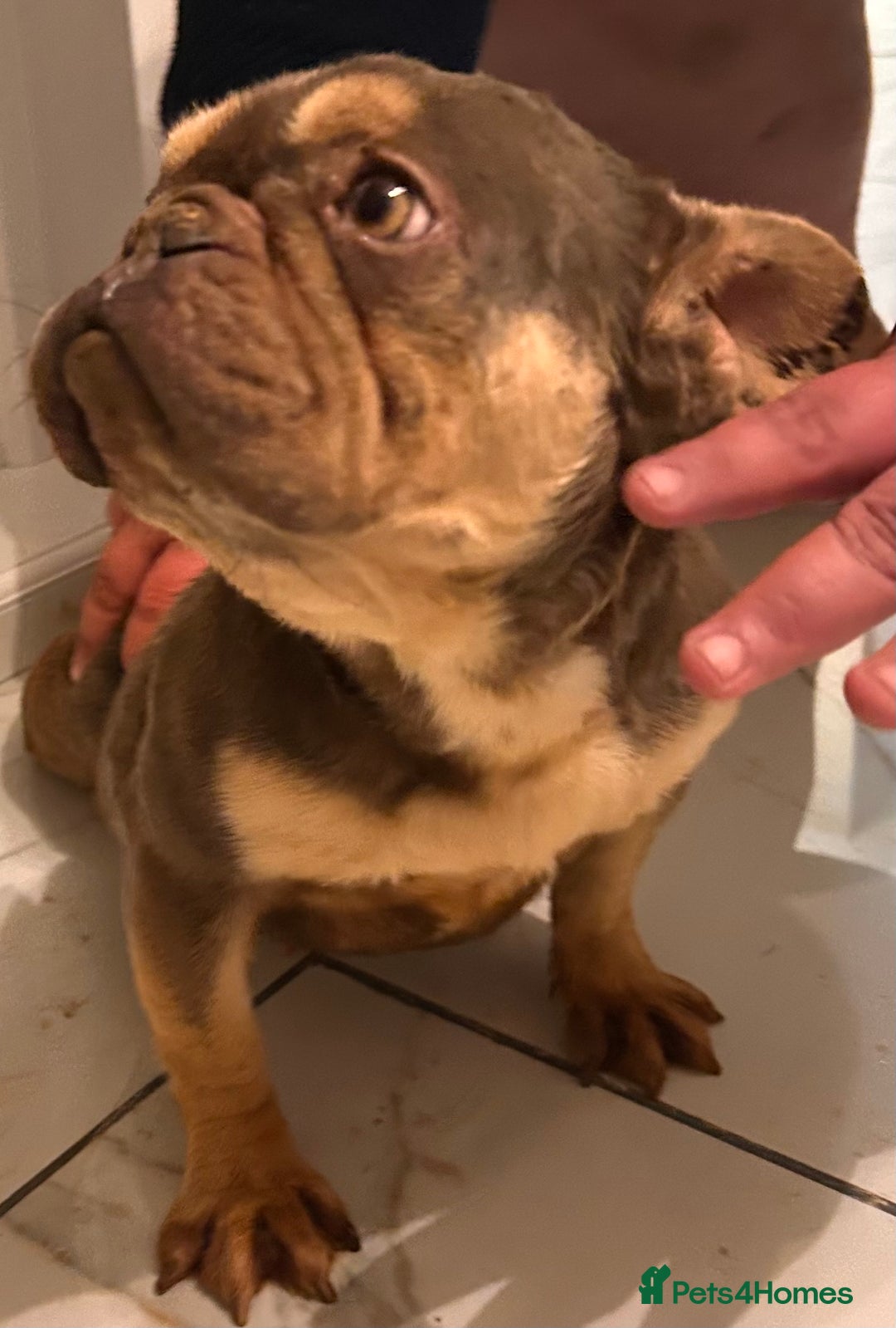 French Bulldog dogs for sale: Beautiful chocolate and tan French bulldog ‘Bella’ - Advert 6