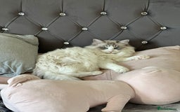 Ragdoll cats for sale: GCCF Registered Ragdoll Kittens Available! 🐾 in Taunton - Image 17