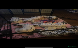 Dalmatian dogs for sale: Top quality show type Dalmatian pups 🐶  - Image 27