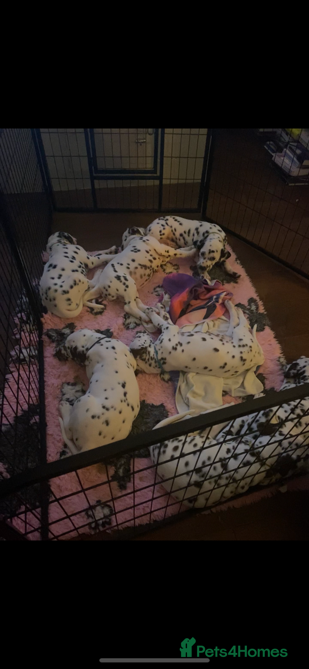 Dalmatian dogs for sale: Top quality show type Dalmatian pups 🐶  - Image 27