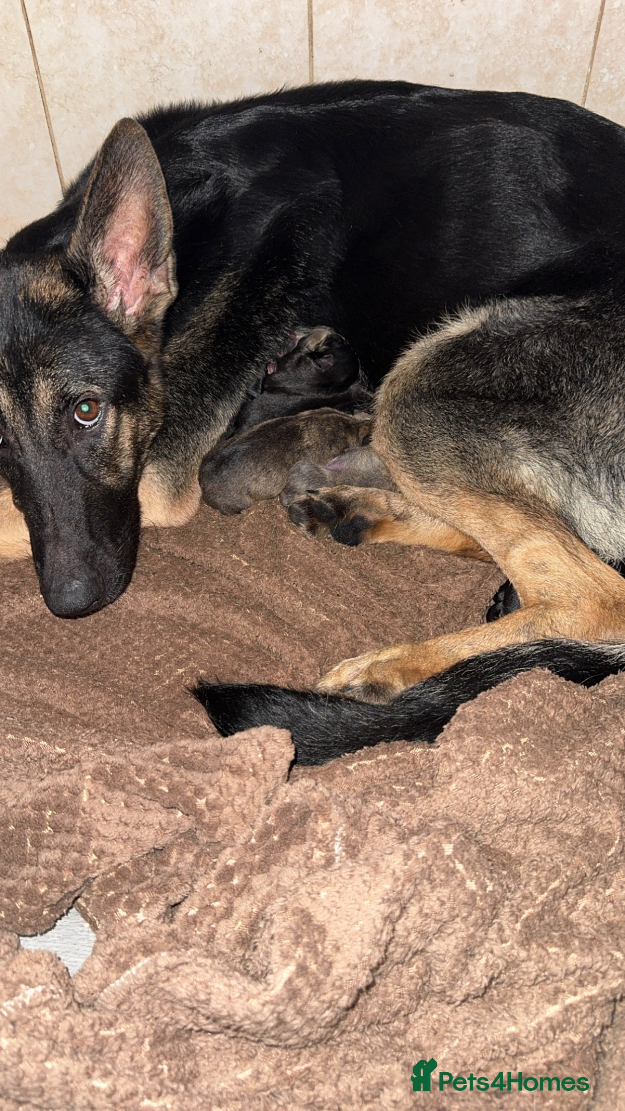 Mixed Breed dogs  German shepherd x staffy x Rottweiler  - Advert 15