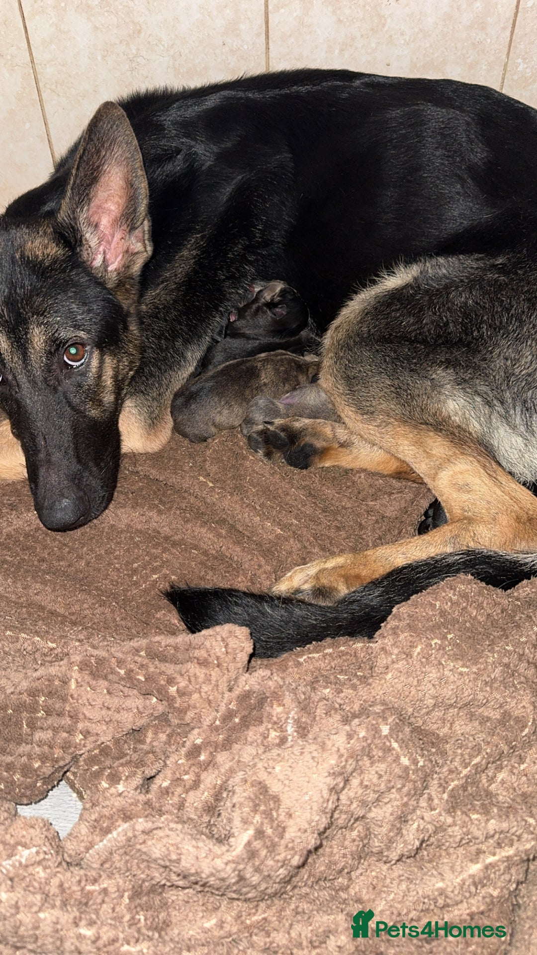 Mixed Breed dogs for sale:  German shepherd x staffy x Rottweiler  - Advert 1