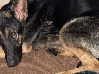 Mixed Breed dogs German shepherd x staffy x Rottweiler - Advert 1