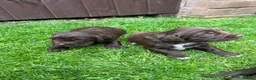 Sprocker dogs for sale: Beautiful sprocker puppies  - Advert 15