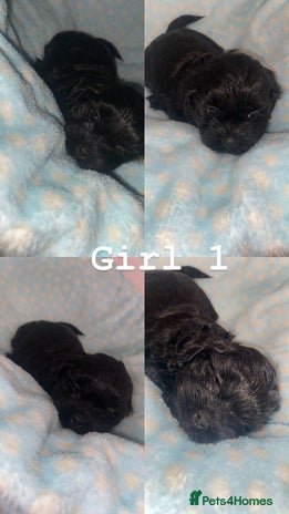 Shihpoo dogs - Advert 5